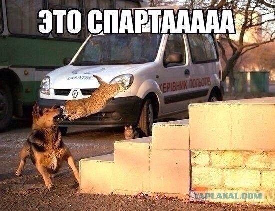 Котовторнику посвящается.