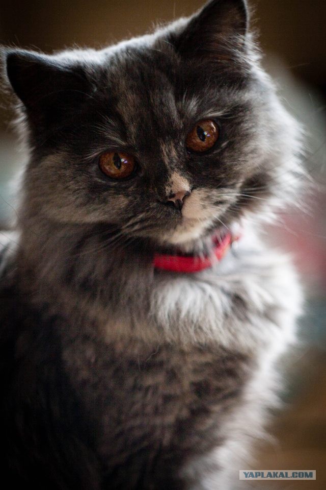 Котовторник
