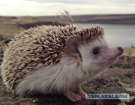 Генератор ругательств