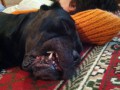 Спим в неожиданных местах и позах