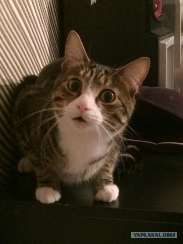 Про моего котика: нежного, злого, вредного