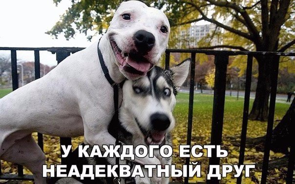 Мохнатые беспредельщики