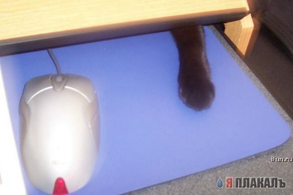 Которозыск, срочно!