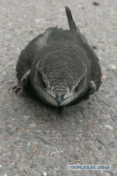 Каких птиц вы видите в городе?