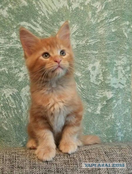 Взяли домой крошечного котенка мейн-куна — полюбуйтесь, каким он стал через год!