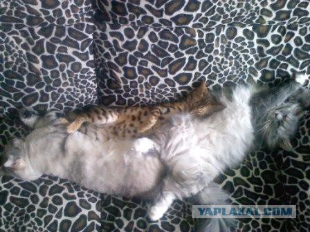Котовторник 25.10. 2016