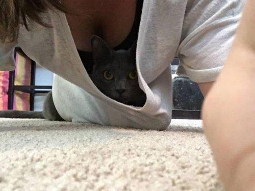 Коты из сети
