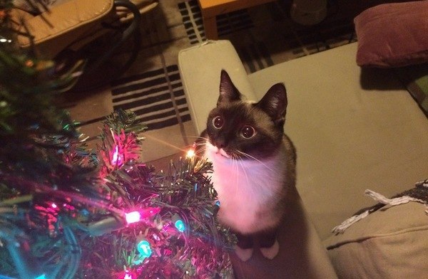 Коты из сети