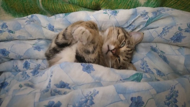 Коты и Кошки