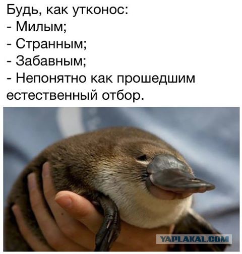 Подборка интересных и веселых картинок