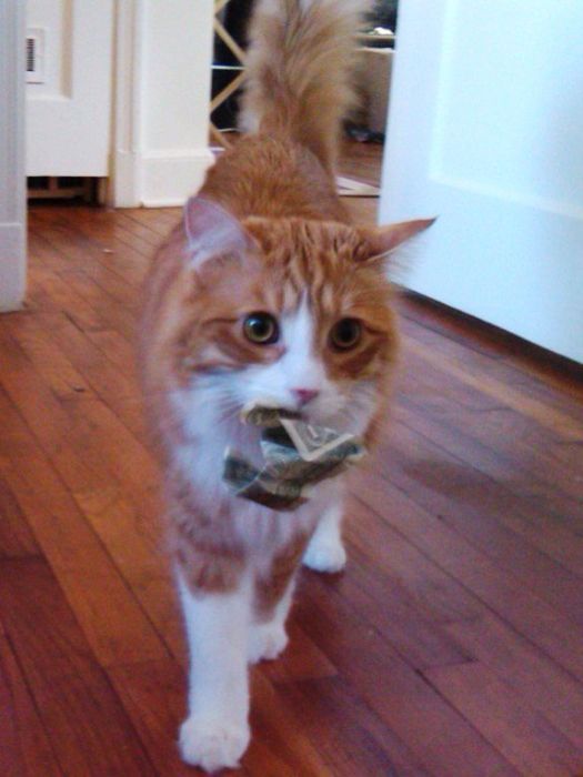 Коты и Кошки