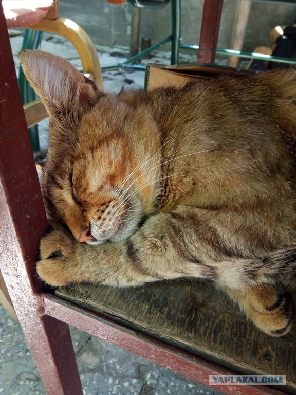 Котовторник 1.08.17
