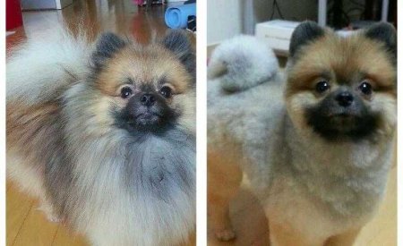 Забавные снимки собак до и после стрижки