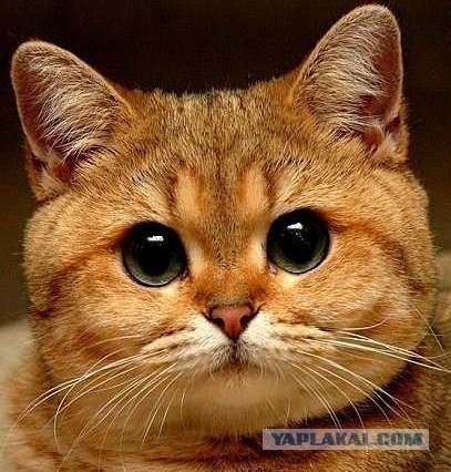 Новая жена требует выкинуть кота