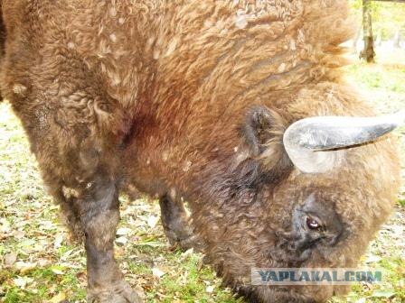 100 фактов о Польше глазами россиянина