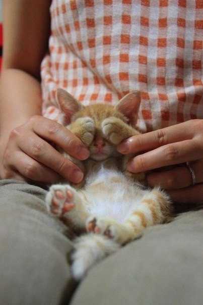 Неадекватные коты