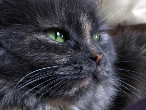 Котовторник на ЯПлакалъ (13.05.08)
