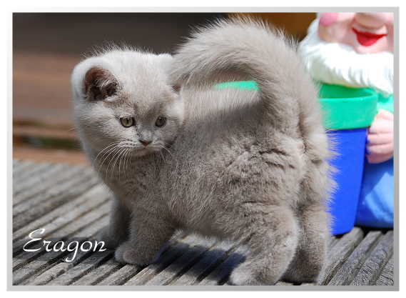 Котовторник на ЯПлакалъ (27.05.08), прикольные коты, добавляем свои!