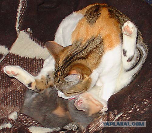Ура, котовторник! (01.07.2008)