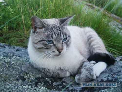 Котовторник на ЯПлакалъ