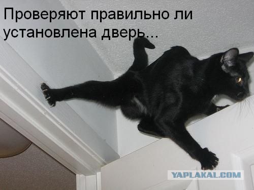 Ура, котовторник!