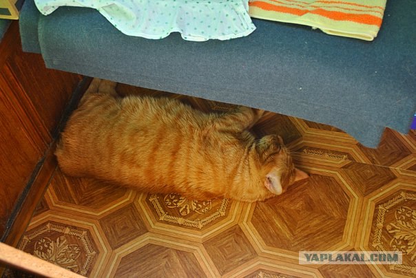 Котовторник 14.09.2010 Голые кошки на Yaplakal