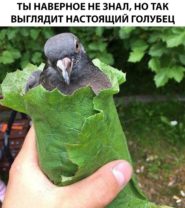 Не очень адекватный юмор