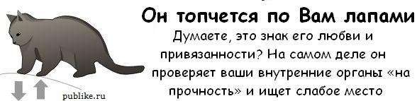 Котовторник! 08.11.11