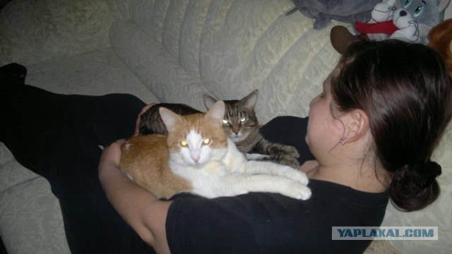Котовторник 20.03.2012