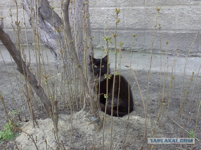 Котовторник 1 мая 2012