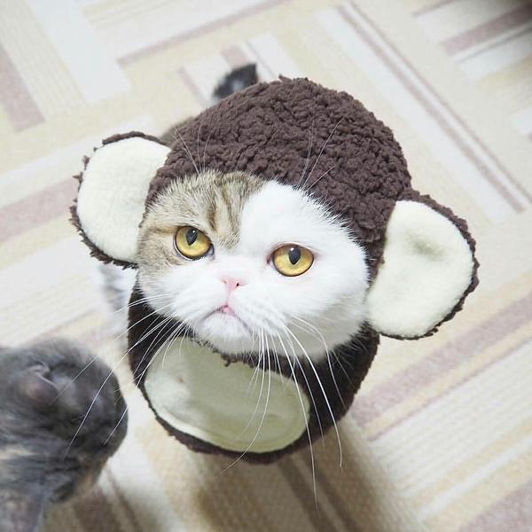 Прикольных котов пост