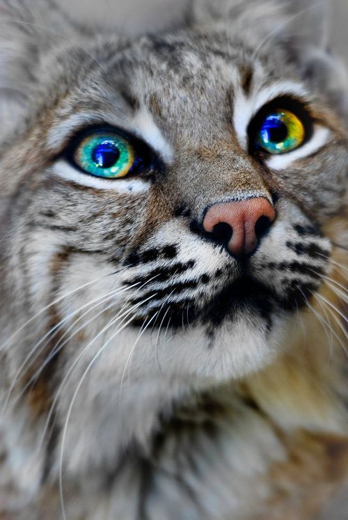 Дикий котовторник