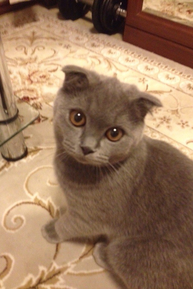 Забавные фото котеек