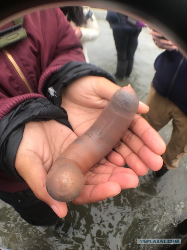 Тысячи penis fish выбросились на калифорнийских пляжах