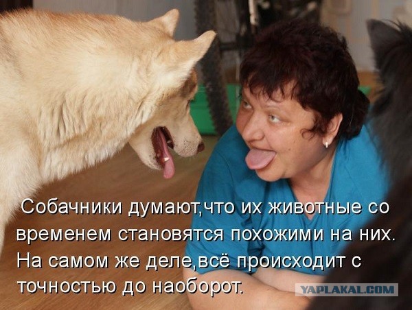 Хочу порассуждать о домашних городских собаках