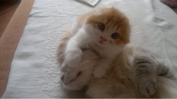 Котенок и собака