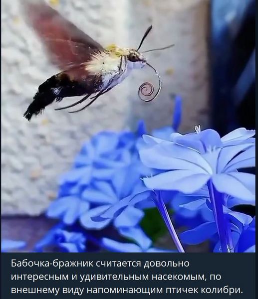 Пандемия. Коронавирус. Россия и мир. Последняя информация. Часть 24
