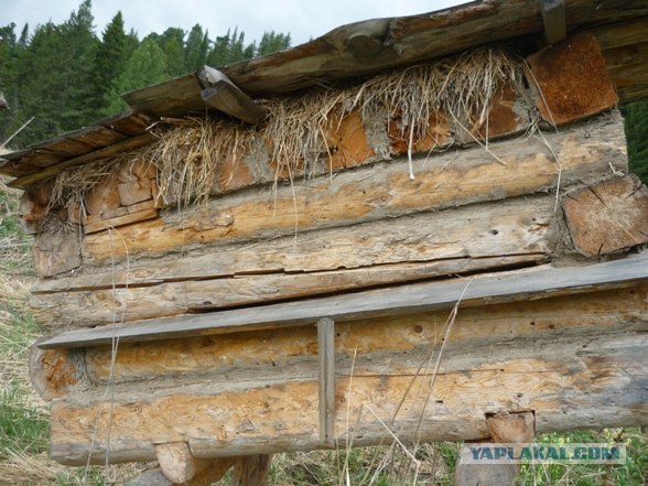 Лесное жилище