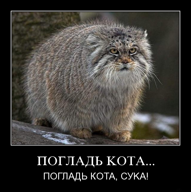 В Московском зоопарке показали, как манул грустит, когда никто не смотрит на него, а все смотрят панду напротив