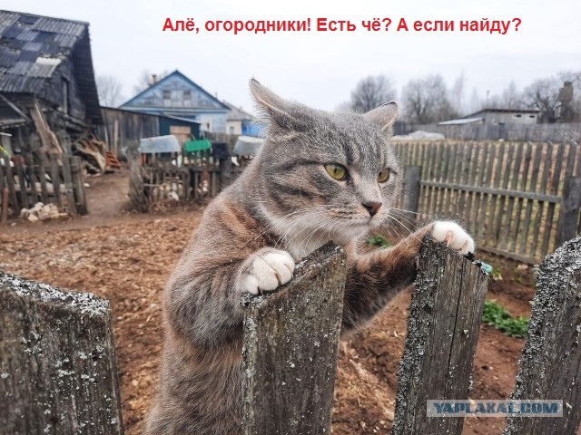Деревенские, милые, шерстяные