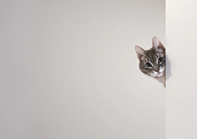 Начинаем котовторник.