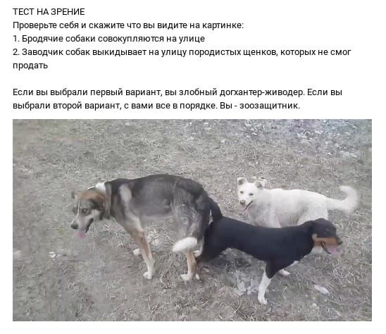 Регионам разрешили усыплять бездомных собак