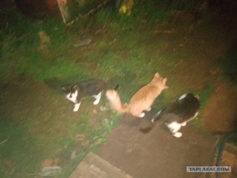 Жизнь домашнего приюта для котеек 541