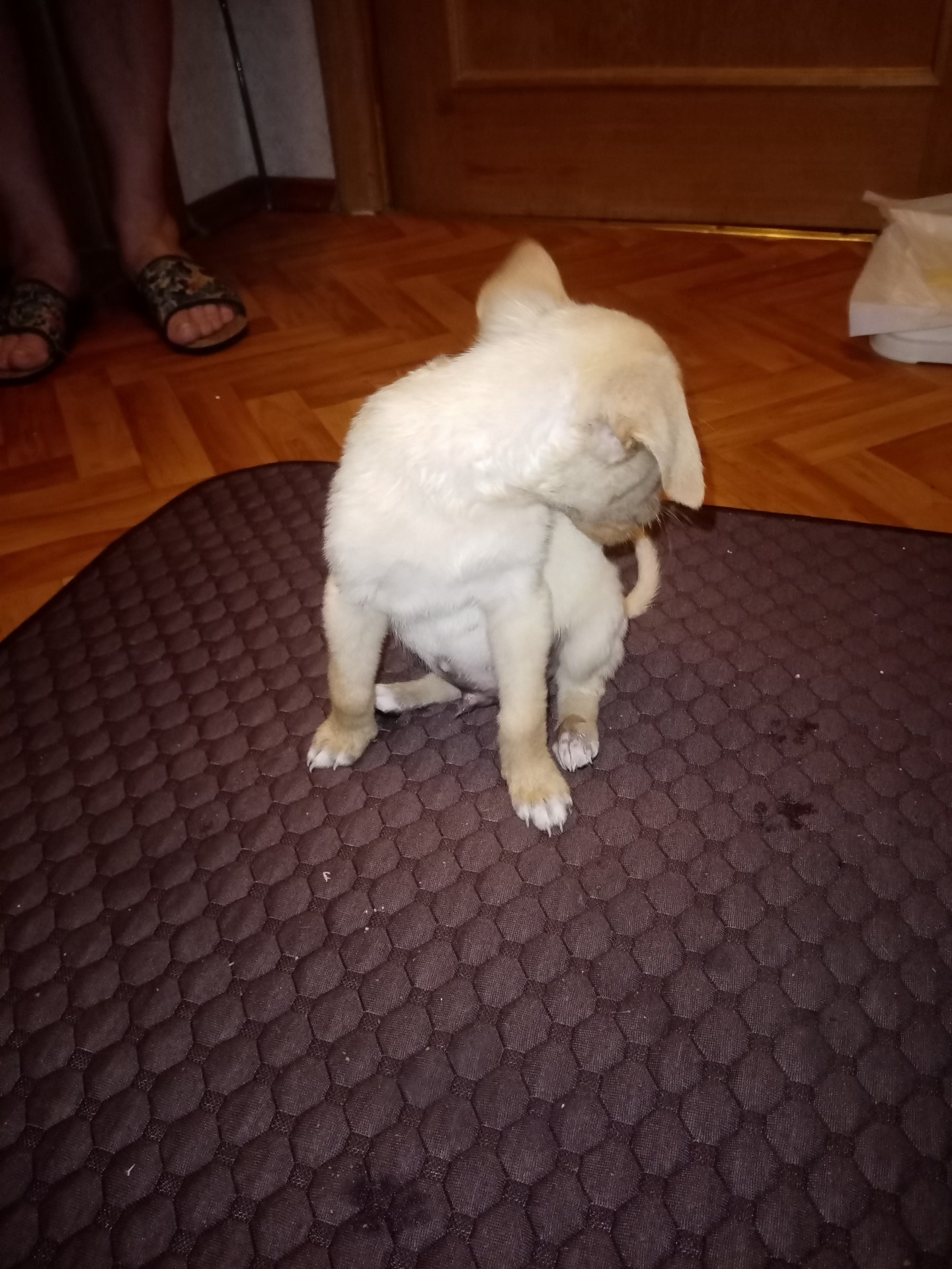 Нашли щенка, пристроили. Но нашлись старые хозяева☹️. Угрозы.