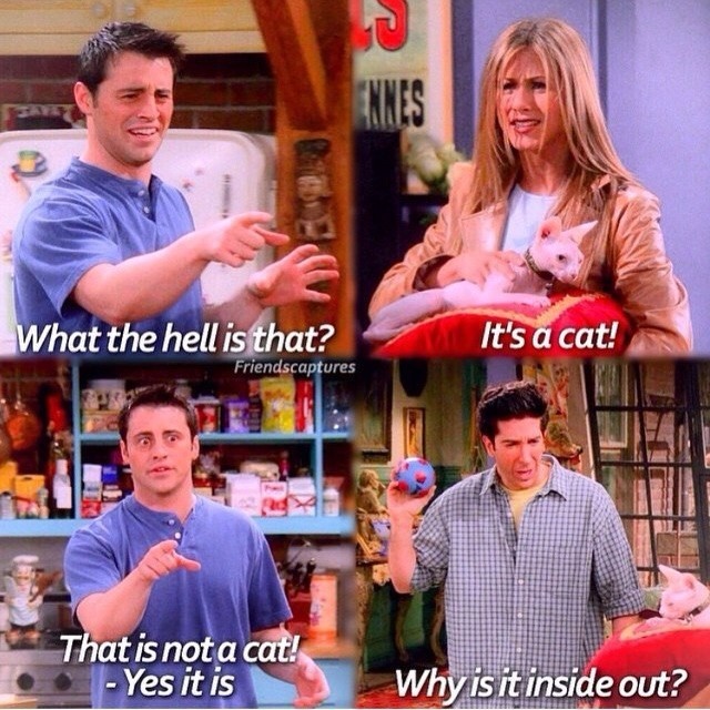 В защиту кошек породы Сфинкс канадский...