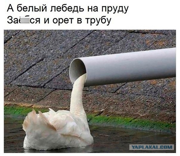 Картинки для деградации 146 (разной степени свежести)