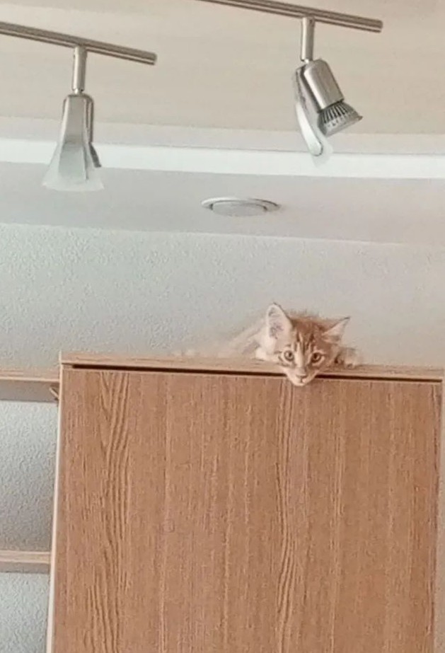 Хорошо что сегодня вторник. Котовторник)