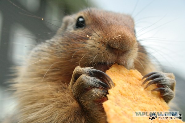 Милый бурундучок.