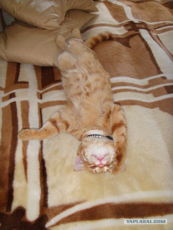 Котейка, который не знает как лежат котейки