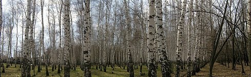 В затерянном мире